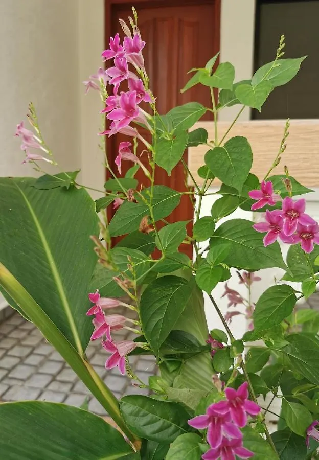 Alisa Garden Boutique Hotel Panglao