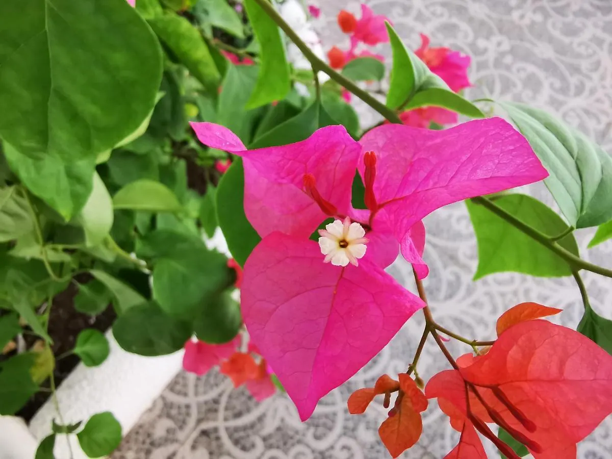 Alisa Garden Boutique Hotel Panglao 0*,